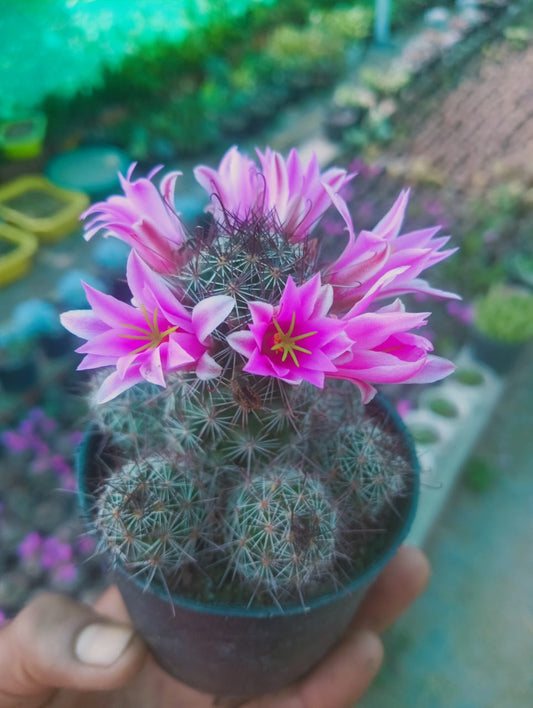 Mammillaria Zeilmanniana (With Soil, Plant & Pot)