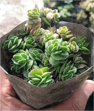 David Crassula (With Soil, Plant & Pot)