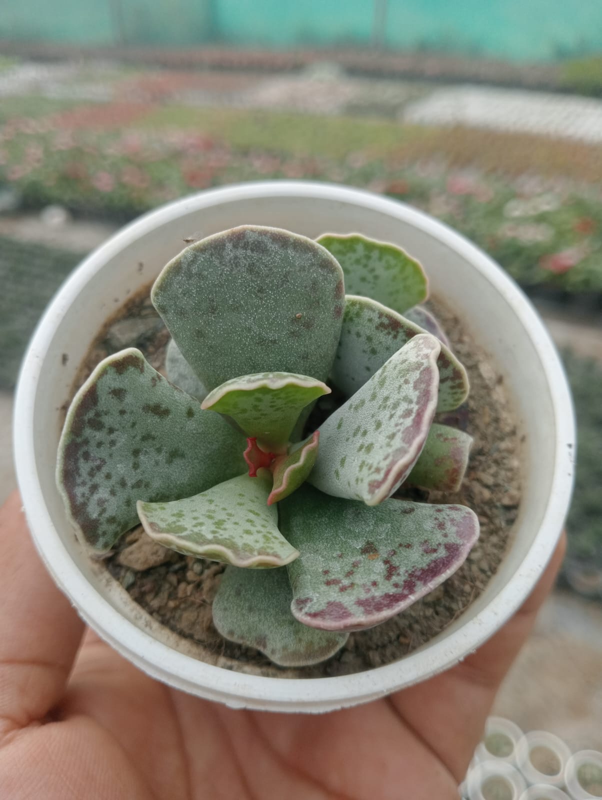 Adromischus Cooperi (With Soil, Plant & Pot) – Kumaun Plants