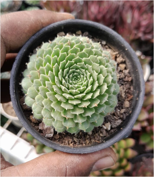 Sempervivum Silver King (With Soil, Plant & Pot)