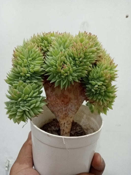 Echeveria Gilva Cristata (With Soil, Plant & Pot)