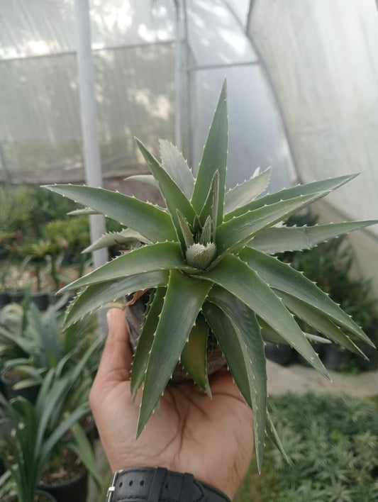 Light Green Aloe (Bare Rooted)