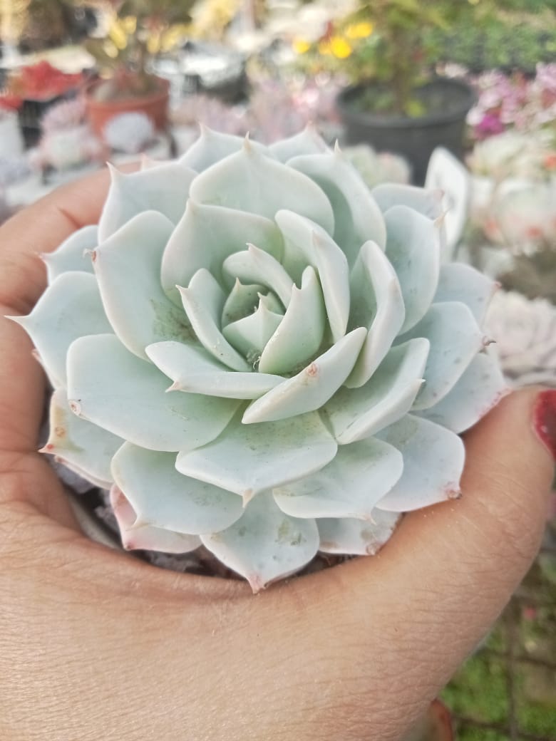 Echeveria Blue (With Soil, Plant & Pot)