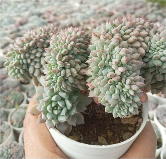 Echeveria Pink Crested (With Soil, Plant & Pot)