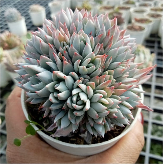 Crested Echeveria Peacockii - Blue Bird (With Soil, Plant & Pot)