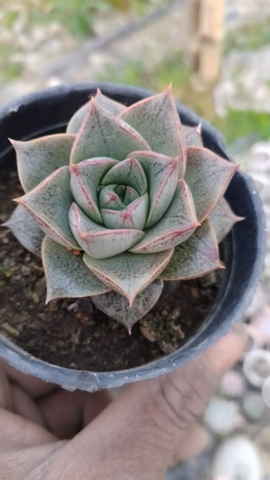 Echeveria Dionysos (Bare Rooted)