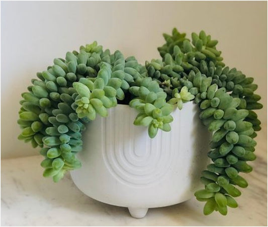 Burro's Tail (With Soil, Plant & Pot)