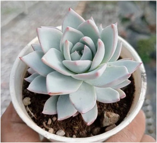 Echeveria Peacockii - Blue Bird (With Soil, Plant & Pot)