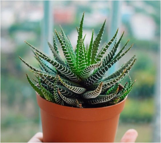 Haworthia Zebra (Bare Rooted)