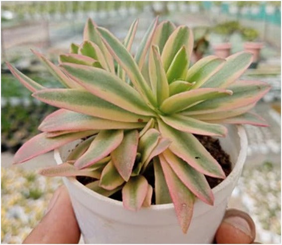 Variegated Red Campfire (Bare Rooted)