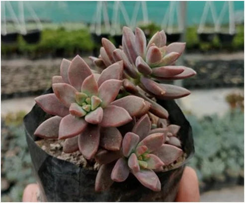 Chocolate Sedum ((With Soil, Plant & Pot)