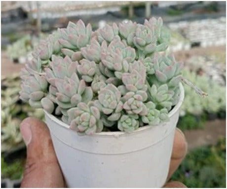 Echeveria lotus (With Soil, Plant & Pot)