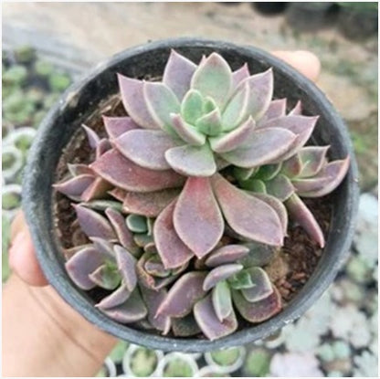 Graptopetalum paraguayense (With Soil, Plant & Pot)