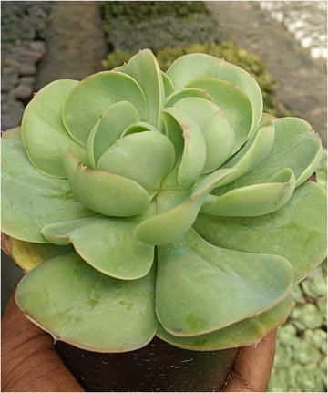 Echeveria Pallida (With Soil, Plant & Pot)