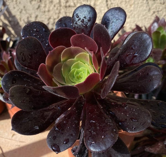 BLACK AEONIUM (Bare Rooted)