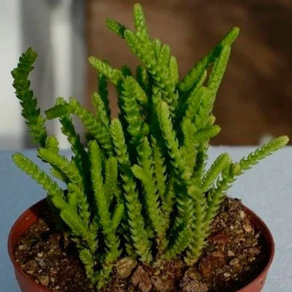 Crassula Muscosa (With Soil, Plant & Pot)