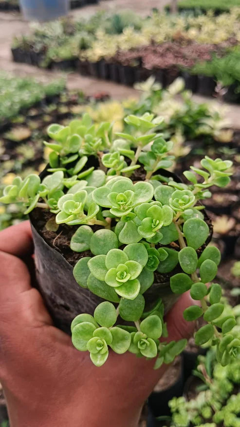 Rose Sedum Grass (With Soil, Plant & Pot)