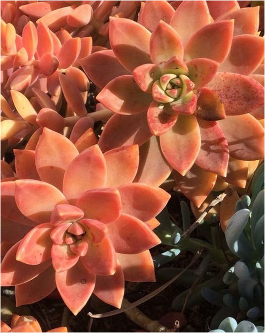 California Sunset (With Soil, Plant & Pot)