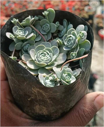 Orostachys (With Soil, Plant & Pot)