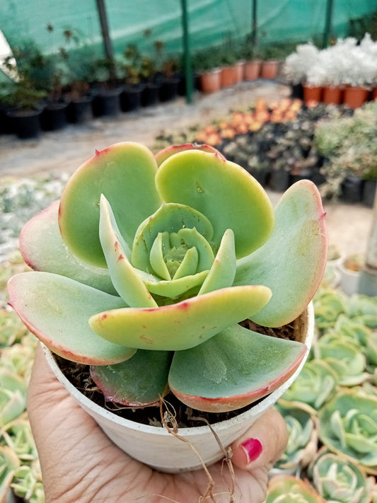 Echeveria Pallida (Bare Rooted)