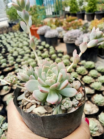 Echeveria  Grapto ((With Soil, Plant & Pot)