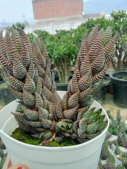 Haworthia Reinwardtii Black (Bare Rooted)