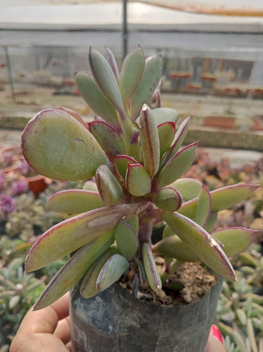 Senecio Crassissimus (Bare Roote)