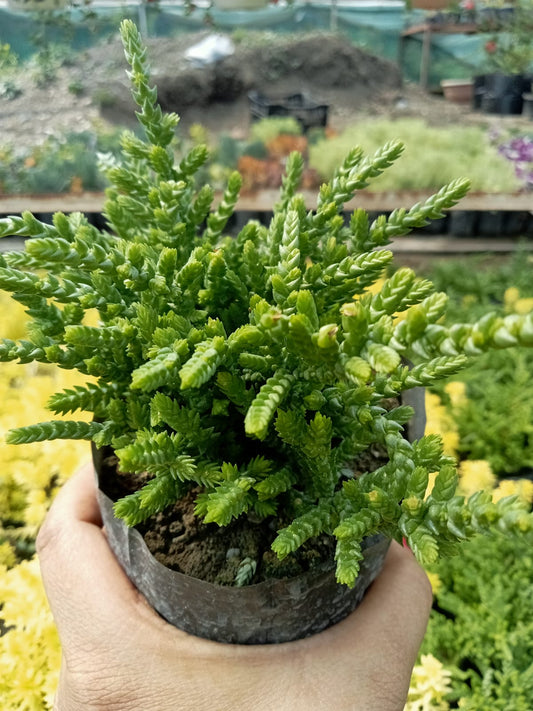 Crassula Muscosa (With Soil, Plant & Pot)