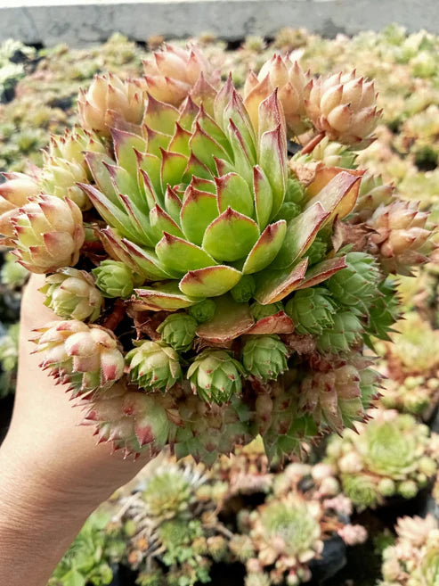 Laxmi Kamal with Pups (With Soil, Plant & Pot)