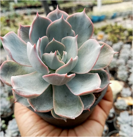 Echeveria Sky Blue (Bare Rooted)