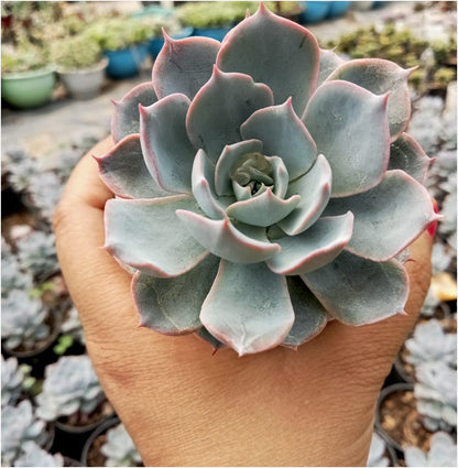 echeveria blue sky succulent plant Echeveria Sky Blue (Bare Rooted) – Kumaun Plants