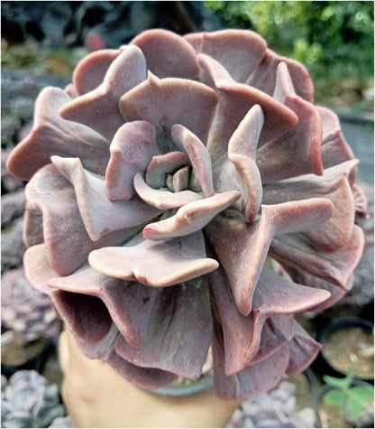 Echeveria Pink Cubic Frost (Bare Rooted)