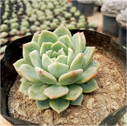 lotus succulent plant Echeveria Lotus 2 (Bare Rooted) – Kumaun Plants