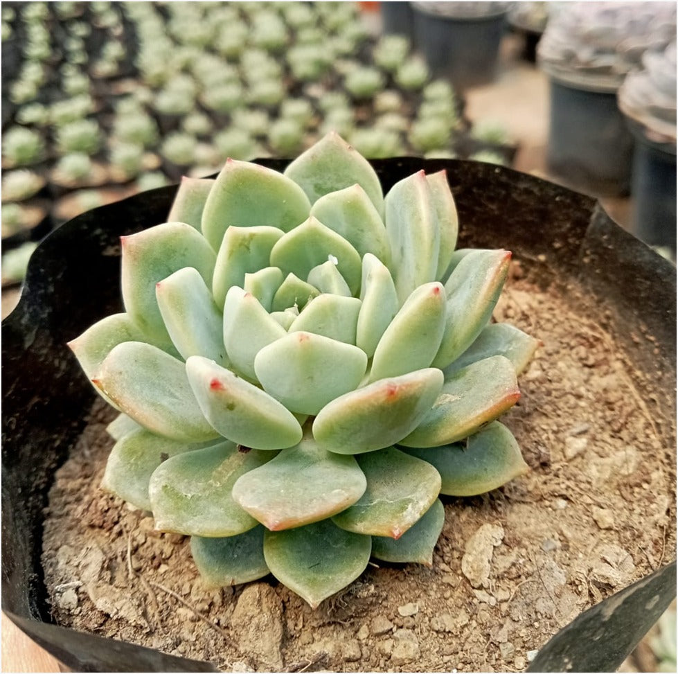 Echeveria Lotus 2 (Bare Rooted)