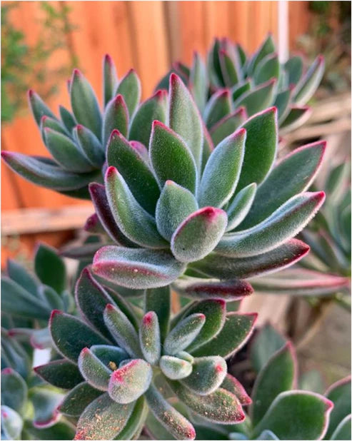 Echeveria Pulvinata (With Soil, Plant & Pot)