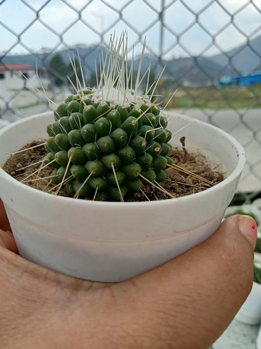 Mammillaria Obconella (With Soil, Plant & Pot)