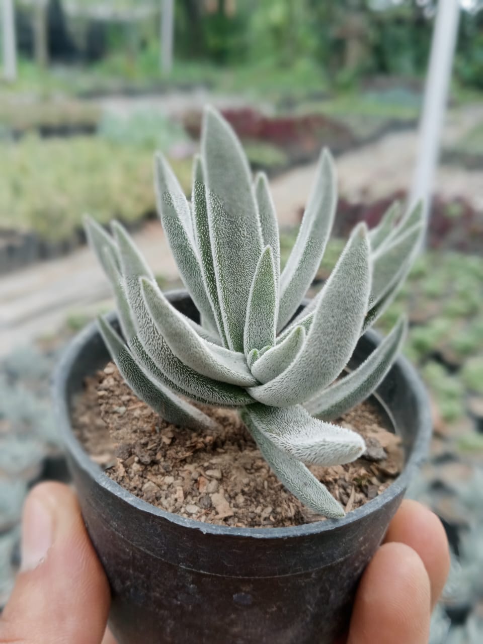 Crassula Mesembryanthemoides (Bare Rooted)