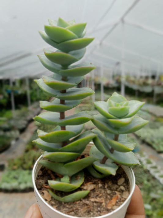 Crassula Tom Thumb Perforata (With Soil, Plant & Pot)