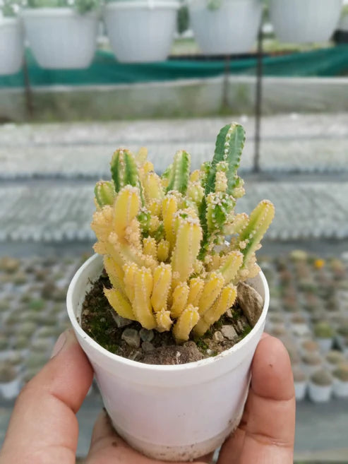 Variegated Fairy Castle Cactus(With Soil, Plant & Pot)