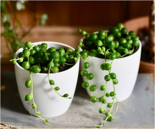 String of Pearls (2 Pcs)