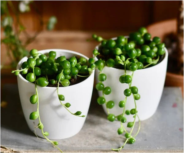 String of Pearls (2 Pcs) (With Soil, Plant & Pot)