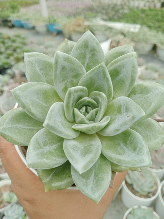 Echeveria Champion (Bare Rooted)