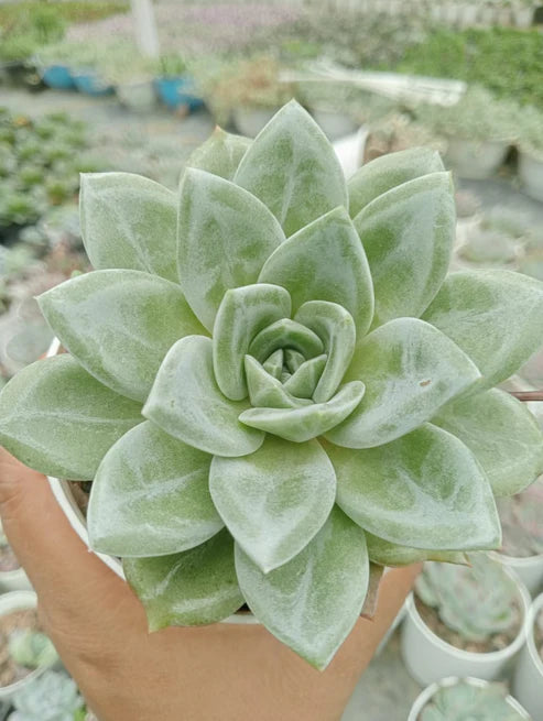 Echeveria Champion (With Soil, Plant & Pot)