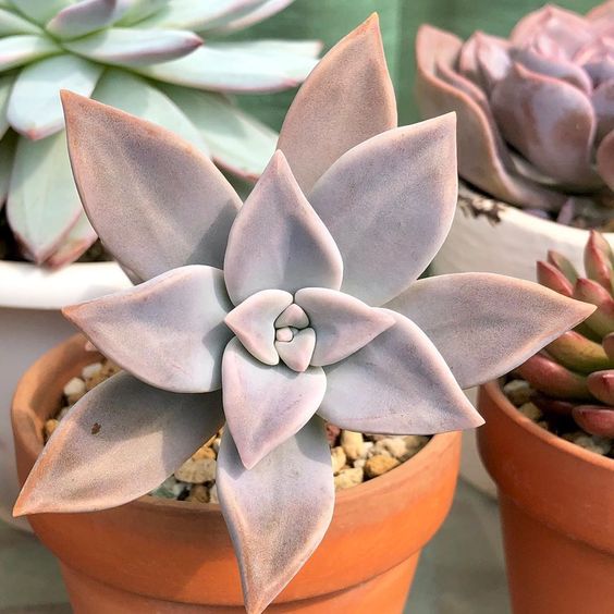 Graptopetalum (Bare Rooted)