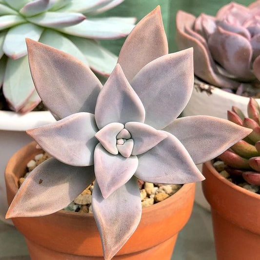 Graptopetalum(With Soil, Plant & Pot)