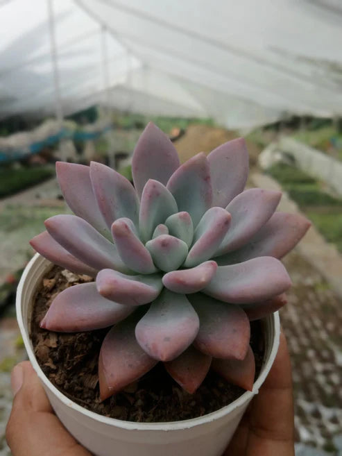 Graptoveria Opalina (With Soil, Plant & Pot)