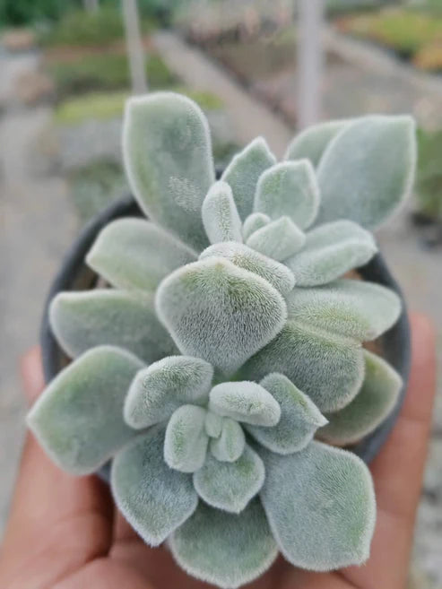 Echeveria Green Velvet (With Soil, Plant & Pot)