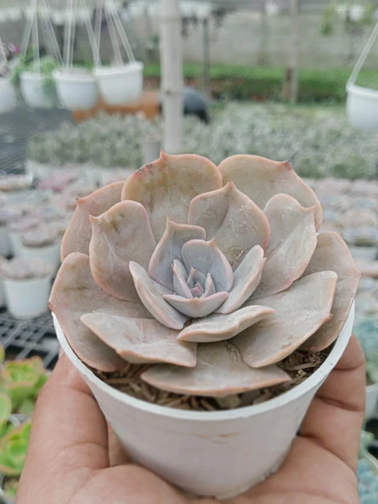 Echeveria Pollux  (With Soil, Plant & Pot)