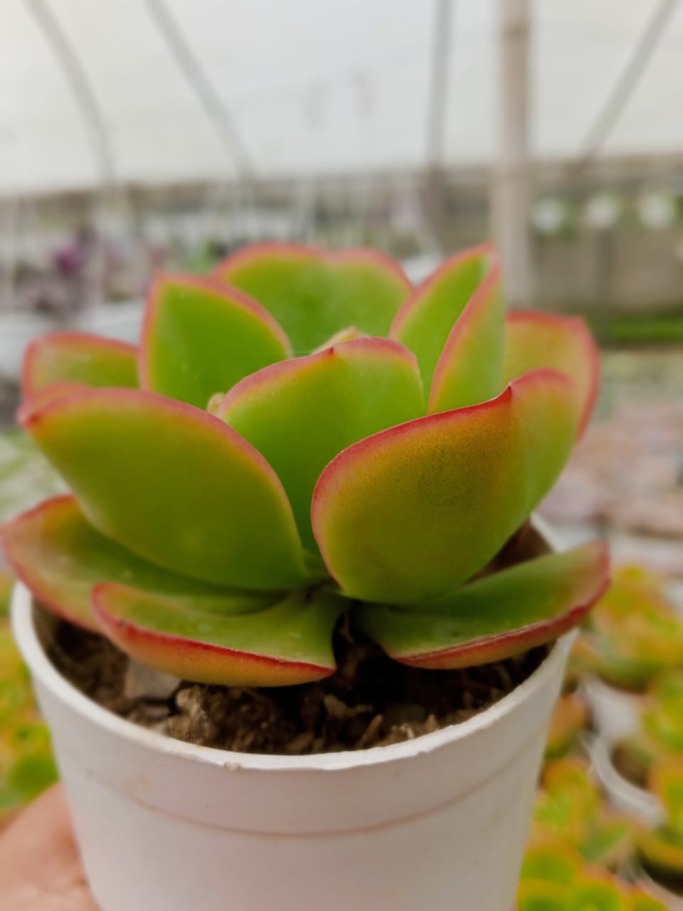 Echeveria Red (Bare Rooted)