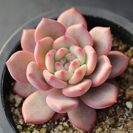 Echeveria Pink 2 (With Soil, Plant & Pot)